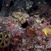 grouper_marbled_lw_tam_h_0018_bal3596.jpg